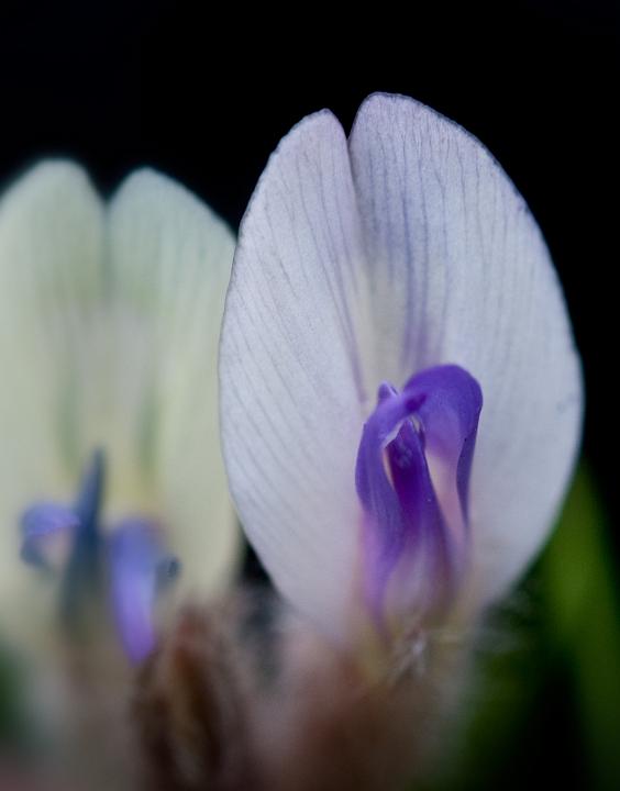 Astragulus purshii, Pursh's Locoweed .jpg